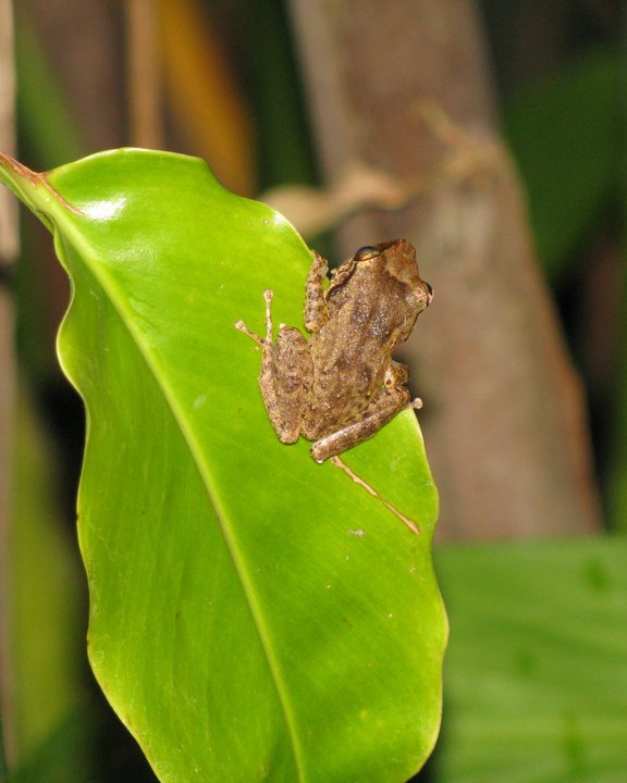 Coqui - Travel Puerto Rico