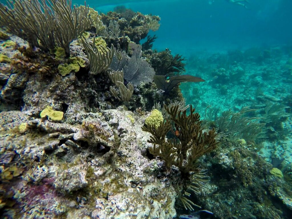 St. Thomas - Personalized Dive