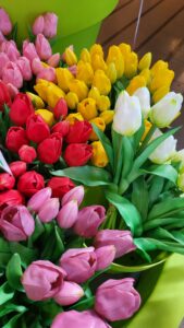 Vibrant colors of the local beatiful tulips found in Amsterdam along the canals or in the fields