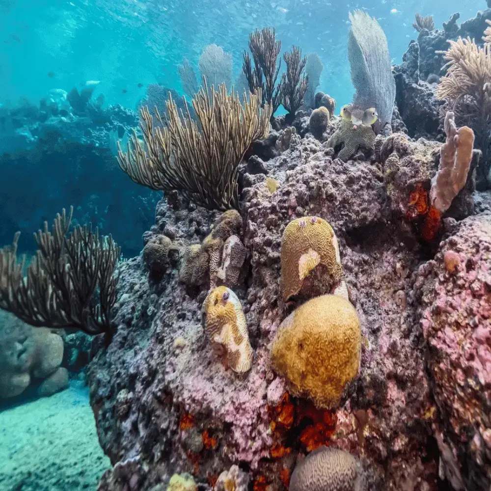 Vibrant underwater view of colorful coral reefs and marine life in the clear Caribbean Sea.