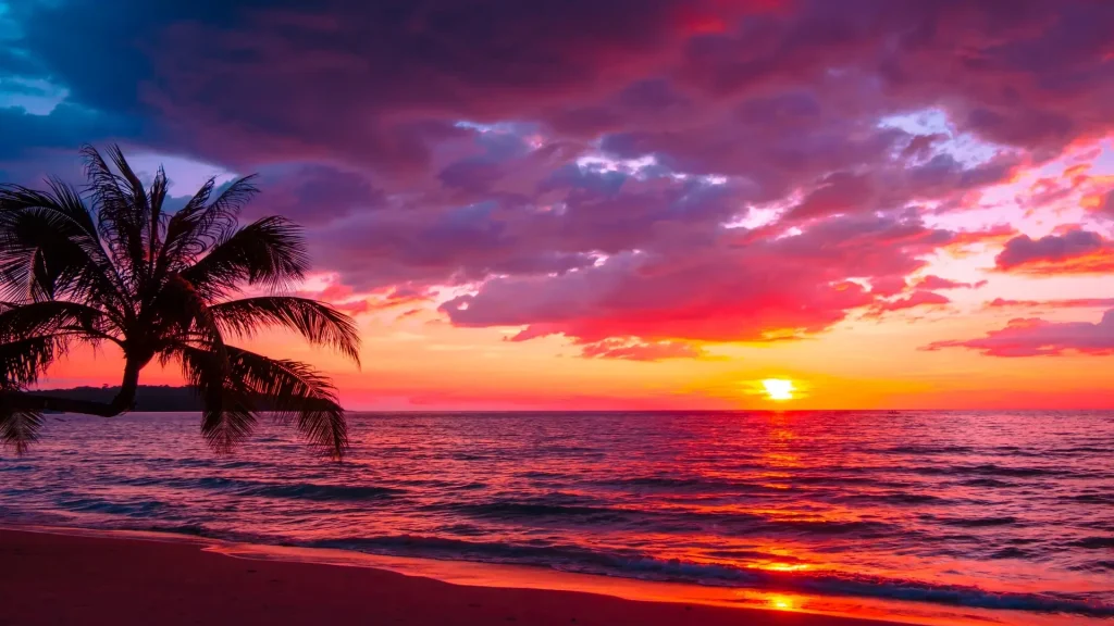 Vibrant purple and orange sunset over a calm tropical beach with a palm tree silhouette.