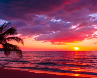 Vibrant purple and orange sunset over a calm tropical beach with a palm tree silhouette.