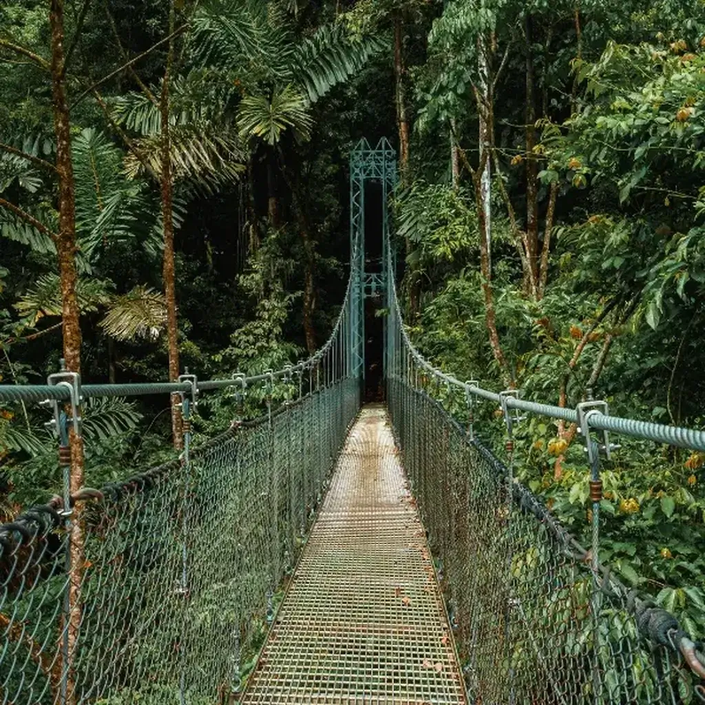 A hanging suspension bridge disappearing into the misty canopy of the Monteverde Cloud Forest in Costa Rica