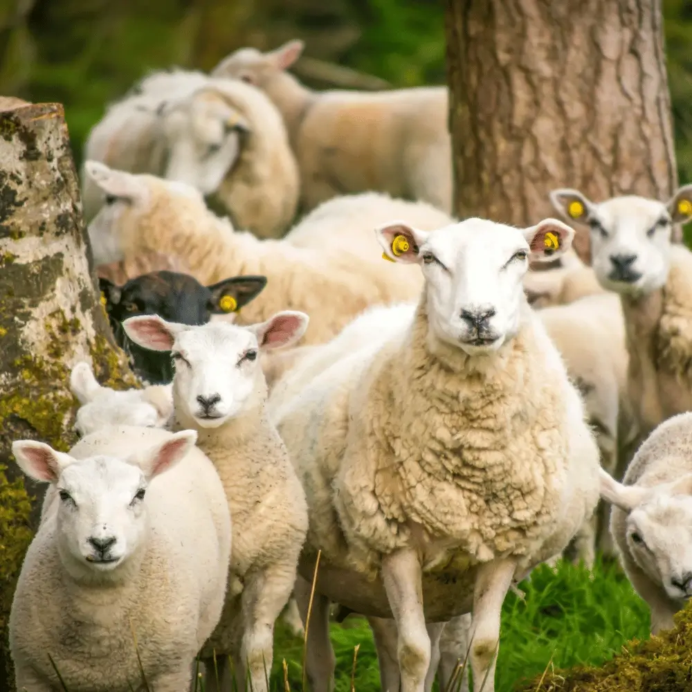 A flock of white sheep standing in a vibrant green pasture in the Irish countryside.