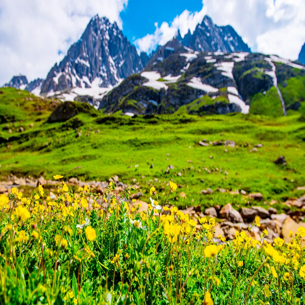 Blooming bright yellow wildflowers in a lush green alpine meadow with dramatic, snow-patched rocky mountain peaks towering in the background under a blue sky.