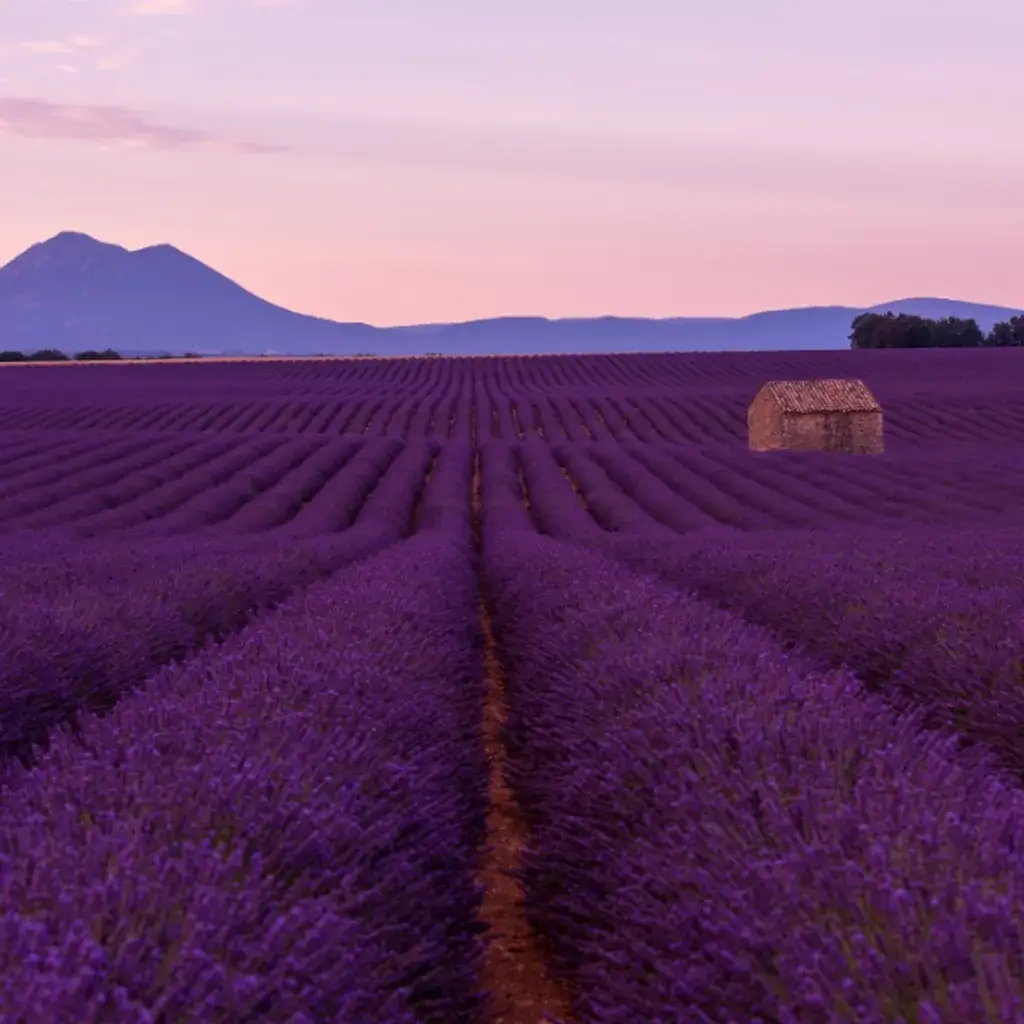 Endless rows of blooming purple lavender fields in Provence, France