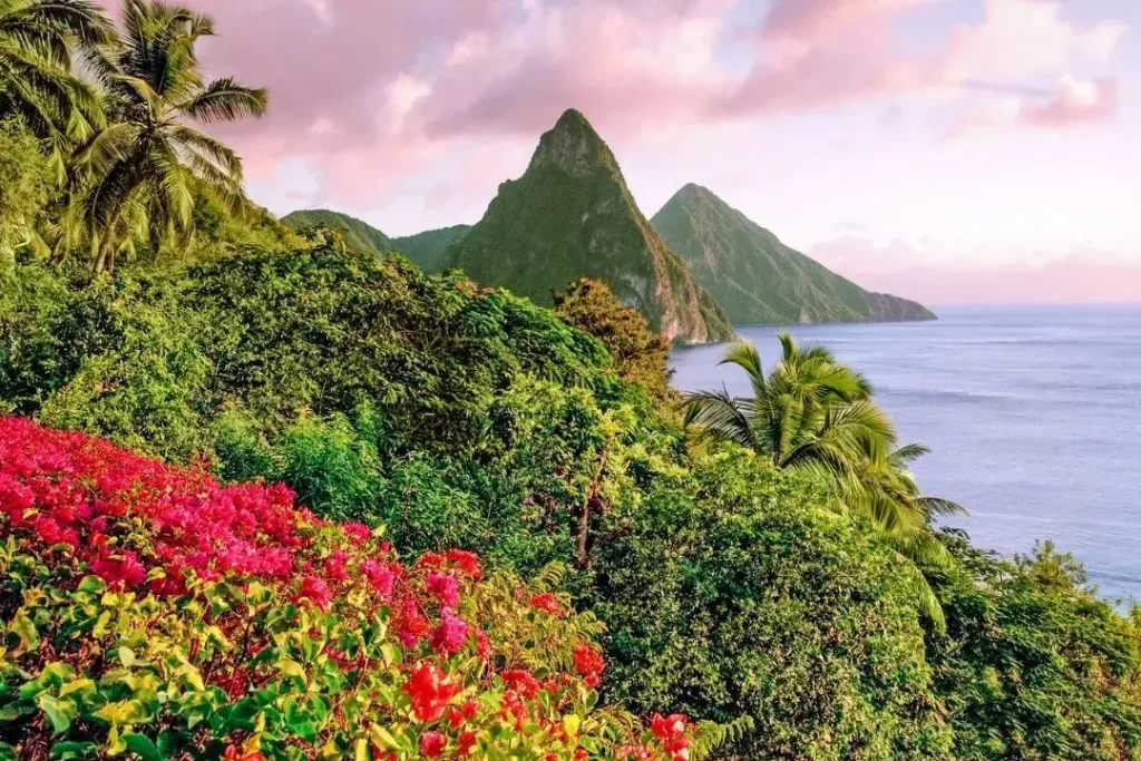 The lush scenic mountains of St. Lucia towering over the calm blue ocean, framed by bright pink tropical flowers.
